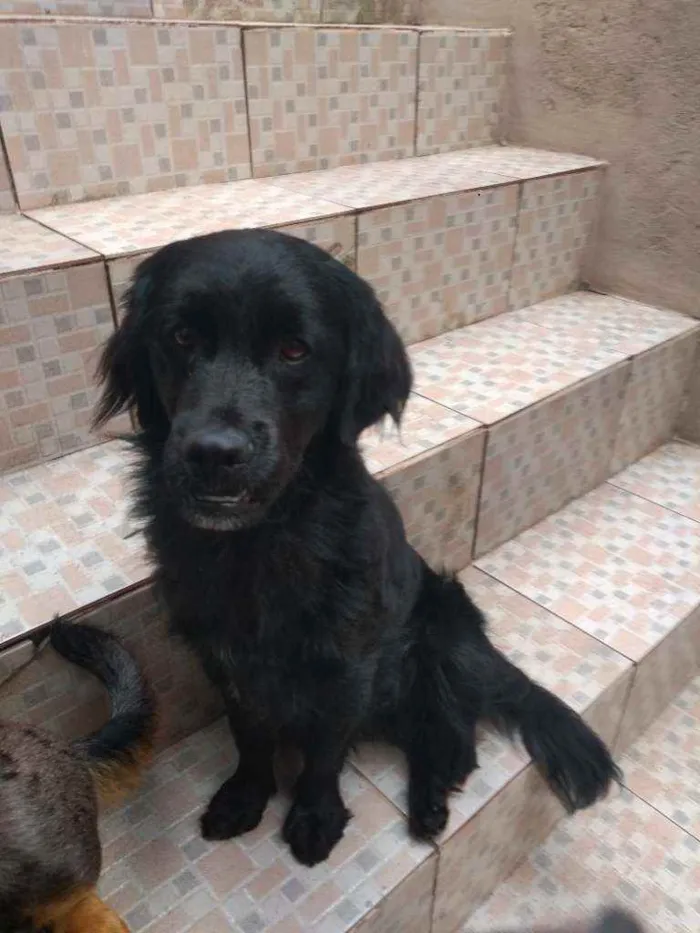 Cachorro raça não sei que raça é idade 5 anos nome Maycon