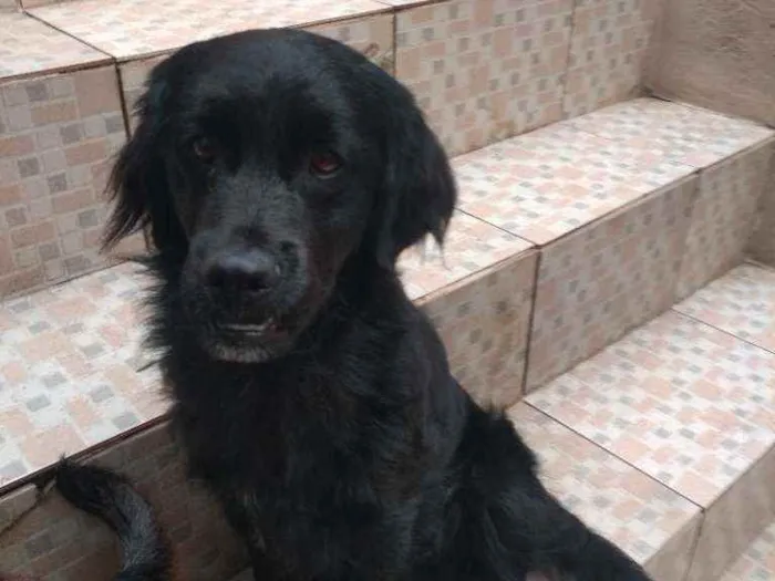 Cachorro raça não sei que raça é idade 5 anos nome Maycon