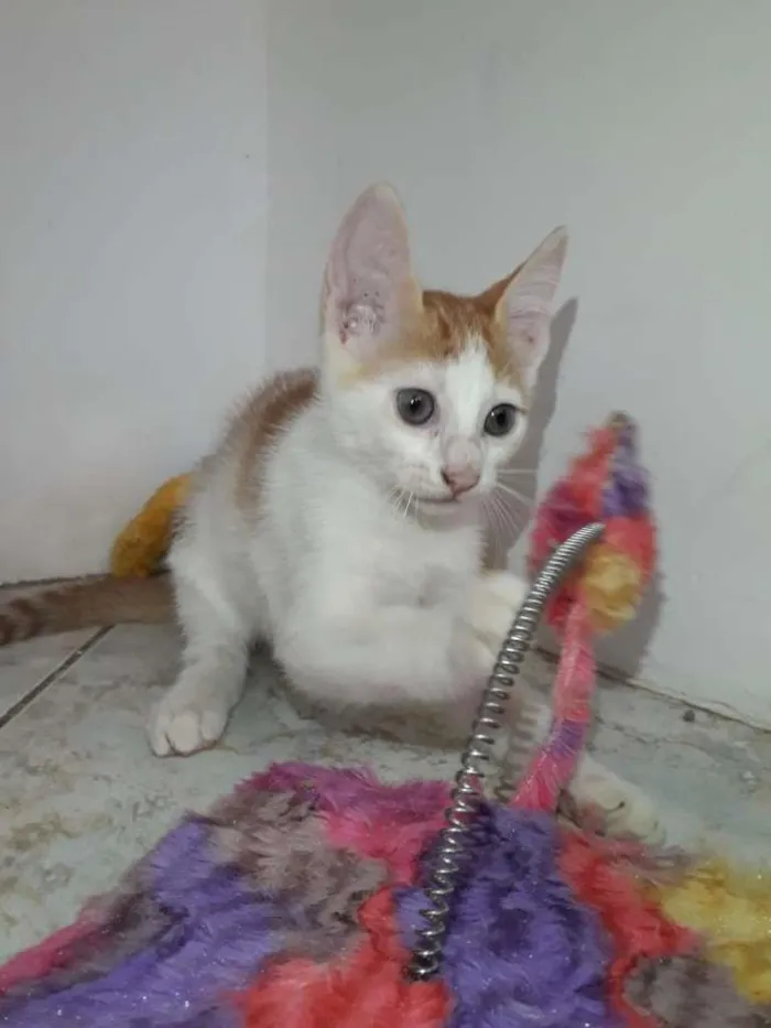 Gato raça  idade 2 a 6 meses nome 2 filhotes