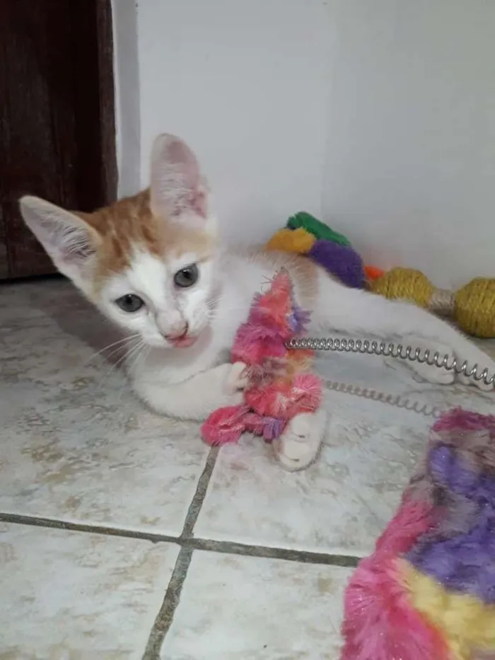 Gato raça  idade 2 a 6 meses nome 2 filhotes