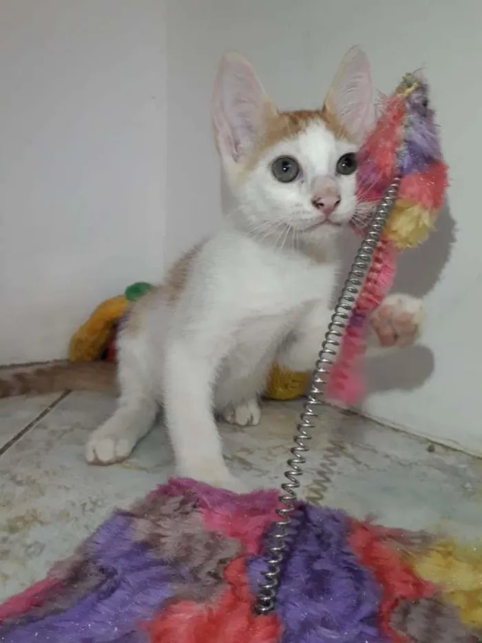 Gato raça  idade 2 a 6 meses nome 2 filhotes