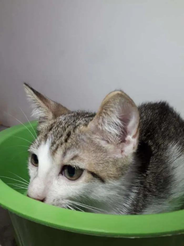 Gato raça  idade 2 a 6 meses nome 2 filhotes