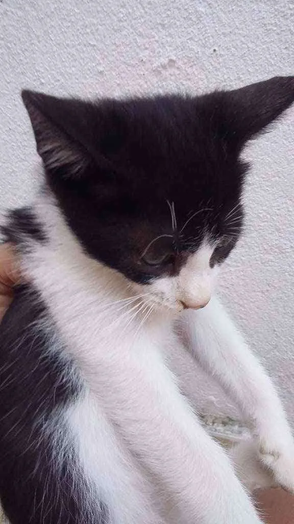 Gato ra a Comum idade Abaixo de 2 meses nome Lindo