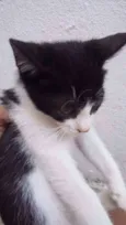 Lindo