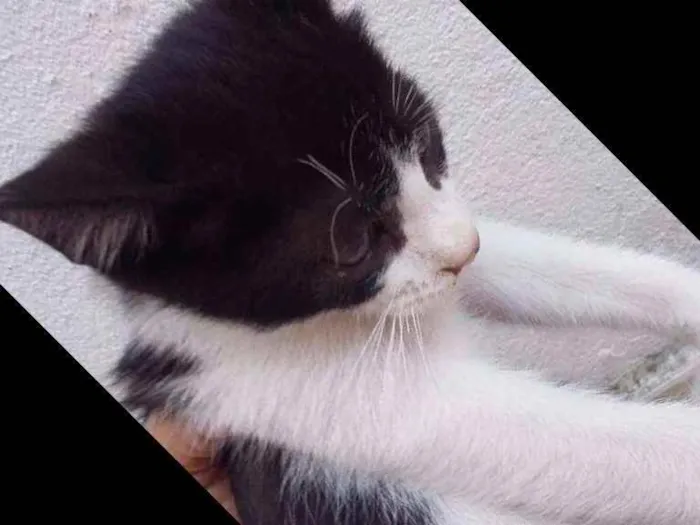 Gato ra a Comum idade Abaixo de 2 meses nome Lindo