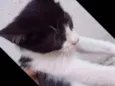 Lindo