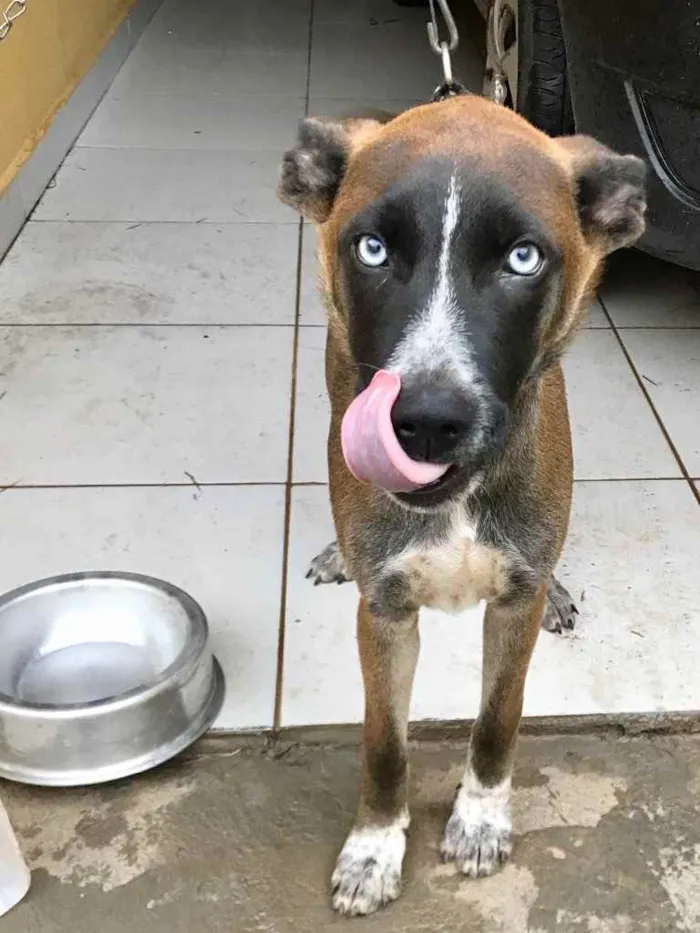 Cachorro ra a  idade 2 a 6 meses nome Zeus 