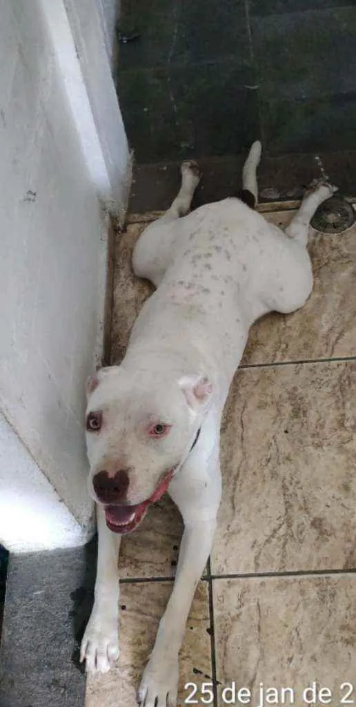 Cachorro raça Pit Bull  idade 1 ano nome Neguinha