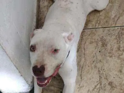 Cachorro raça Pit Bull  idade 1 ano nome Neguinha