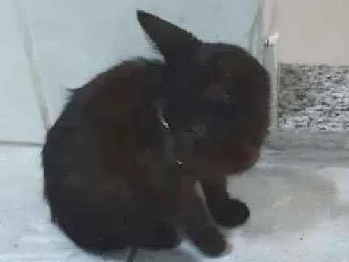 Gato ra a Desconhecido idade Abaixo de 2 meses nome Sem nome