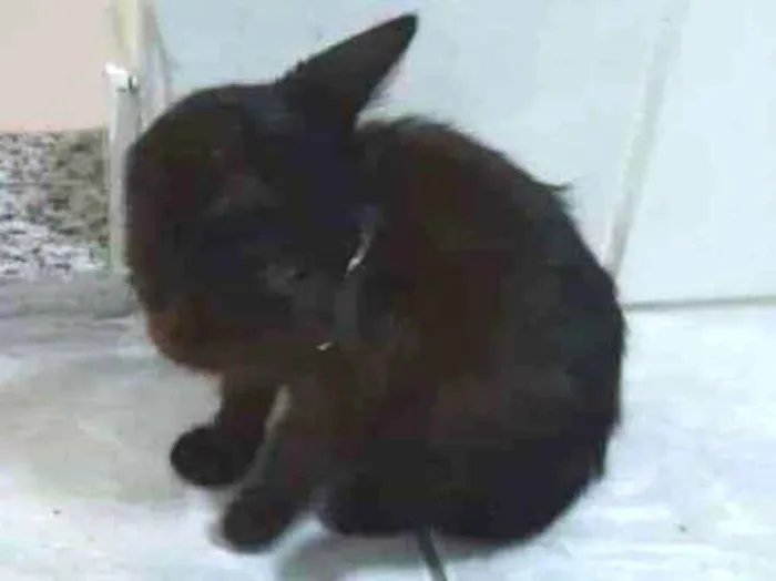 Gato ra a Desconhecido idade Abaixo de 2 meses nome Sem nome