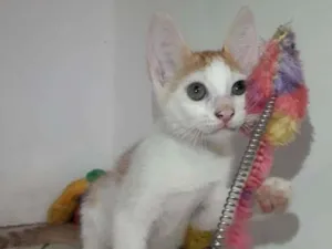 Gato raça  idade 2 a 6 meses nome 2 filhotes