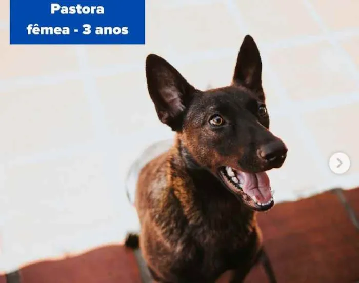 Cachorro raça Pastor alemão  idade 3 anos nome Pastora 