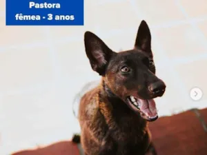 Cachorro raça Pastor alemão  idade 3 anos nome Pastora 
