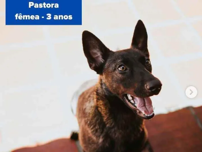 Cachorro raça Pastor alemão  idade 3 anos nome Pastora 