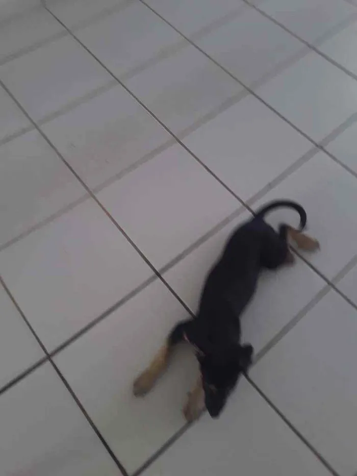 Cachorro raça Mixta idade 2 a 6 meses nome Sem nome 65 dias