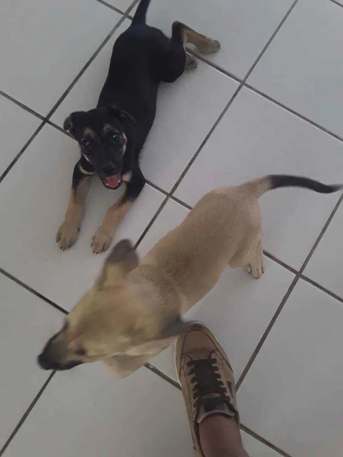 Cachorro raça Mixta idade 2 a 6 meses nome Sem nome 65 dias