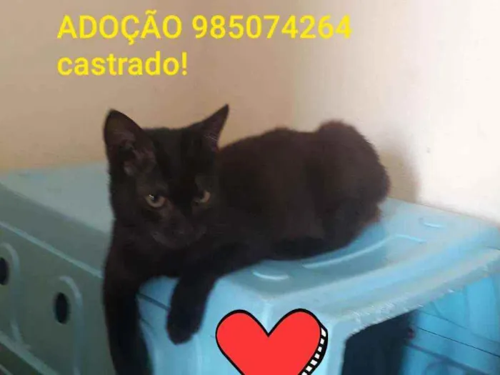 Gato ra a Srd idade 2 a 6 meses nome Nego Di 