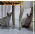 Maiara e Maraisa