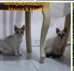 Gato ra a SRD idade 2 a 6 meses nome Maiara e Maraisa