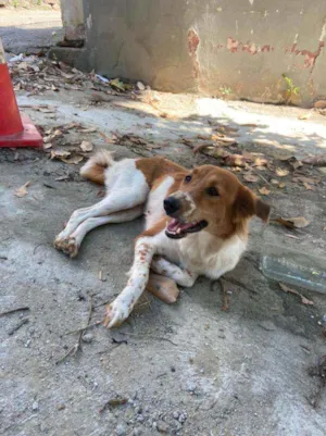 Cachorro raça SRD idade 1 ano nome Menina
