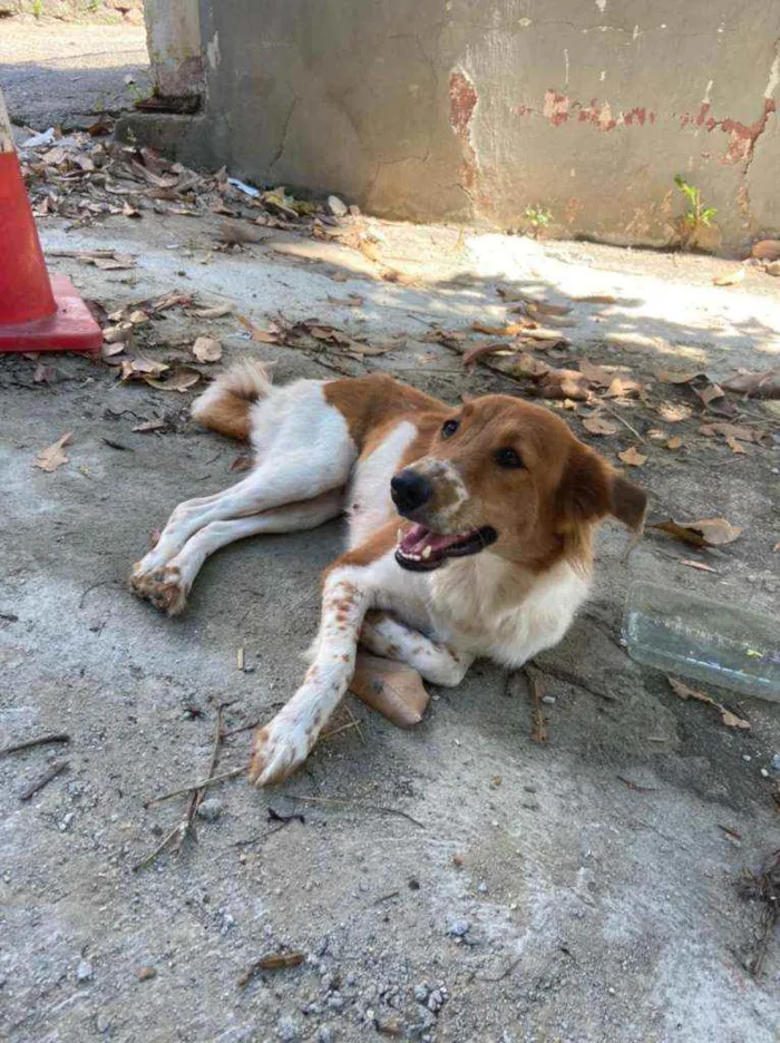 Cachorro ra a SRD idade 1 ano nome Menina