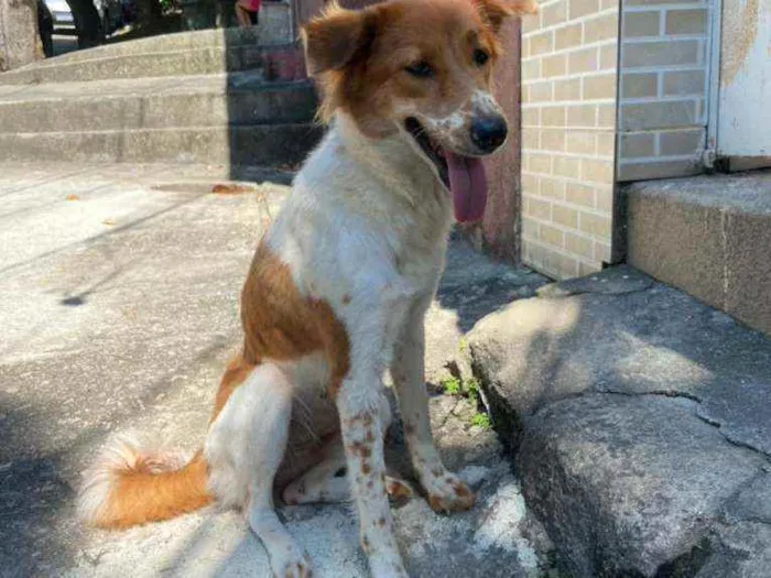 Cachorro ra a SRD idade 1 ano nome Menina