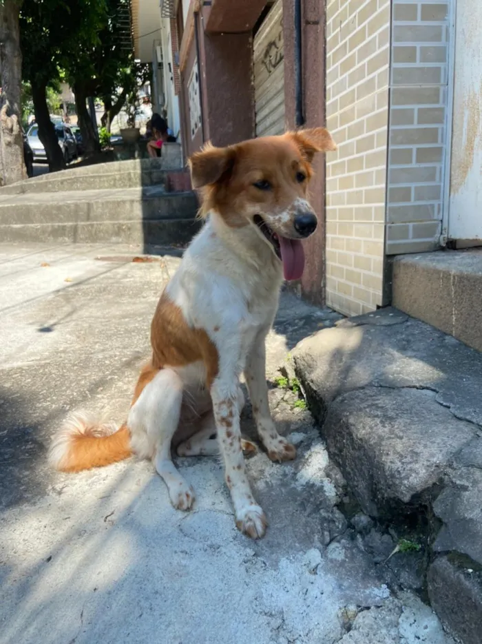 Cachorro ra a SRD idade 1 ano nome Menina