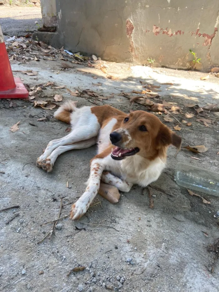 Cachorro ra a SRD idade 1 ano nome Menina