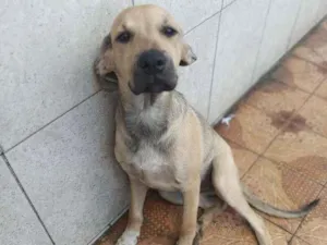 Cachorro raça Vira lata idade 2 a 6 meses nome Choquito 