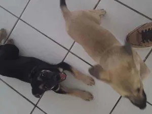 Cachorro raça Mixta idade 2 a 6 meses nome Sem nome 65 dias