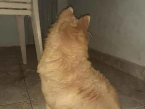 Cachorro raça Chow chow idade 2 anos nome Kiara e Noemi 