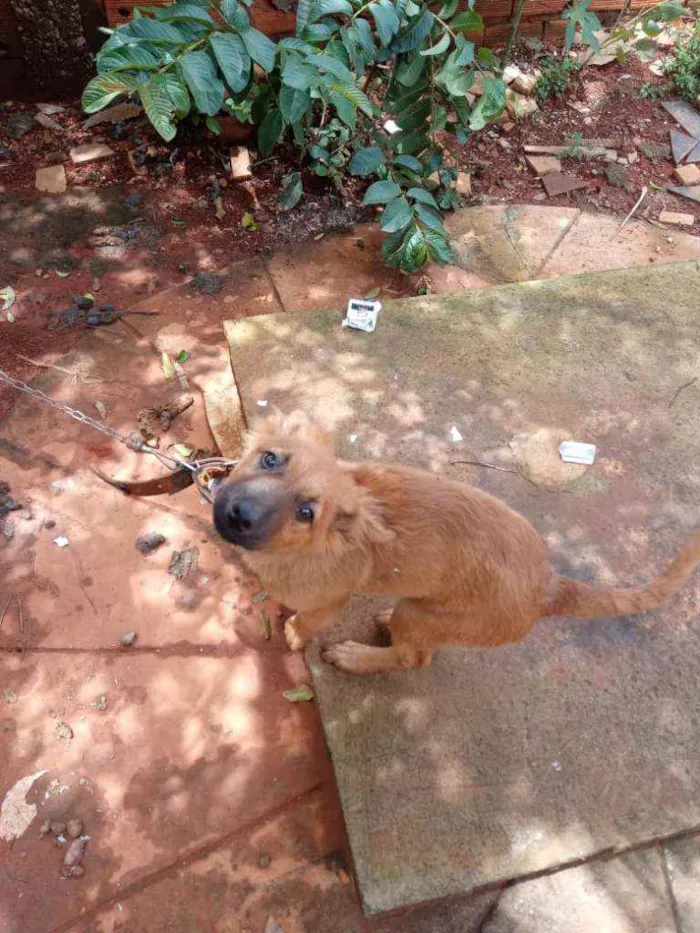 Cachorro ra a Não sei a raça  idade 2 a 6 meses nome Não tem nome