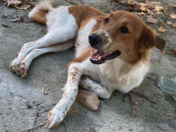 Cachorro ra a SRD idade 1 ano nome Menina