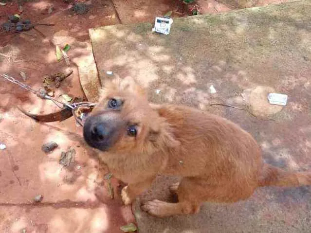 Cachorro ra a Não sei a raça  idade 2 a 6 meses nome Não tem nome