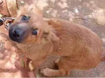 Cachorro raça Não sei a raça  idade 2 a 6 meses nome Não tem nome