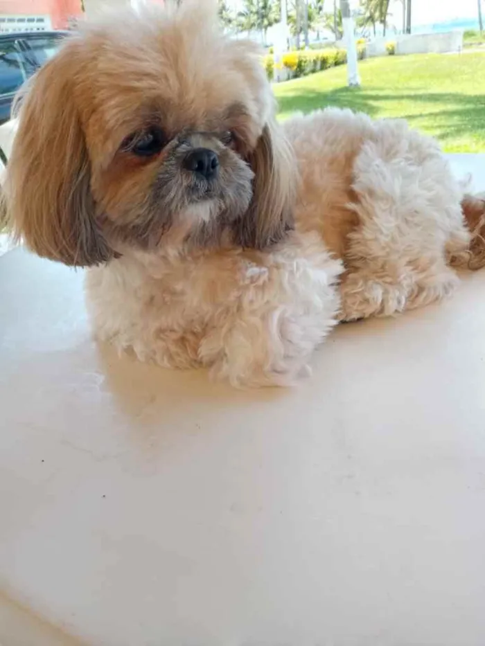 Cachorro raça Shitszu  idade 2 anos nome Meg