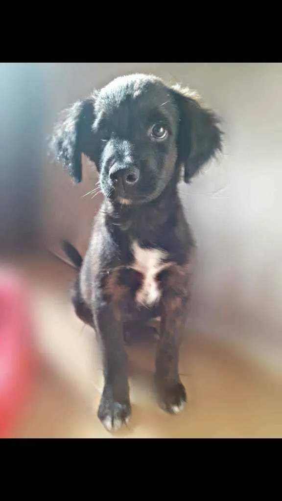 Cachorro ra a  idade 2 a 6 meses nome Filhotes lindos 3 me