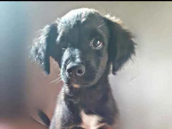 Cachorro ra a  idade 2 a 6 meses nome Filhotes lindos 3 me