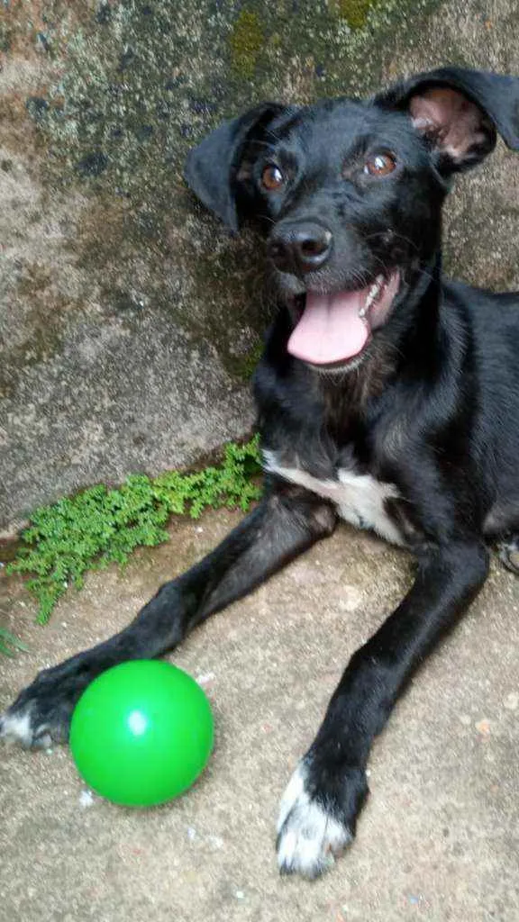 Cachorro ra a  idade 2 a 6 meses nome Filhotes lindos 3 me