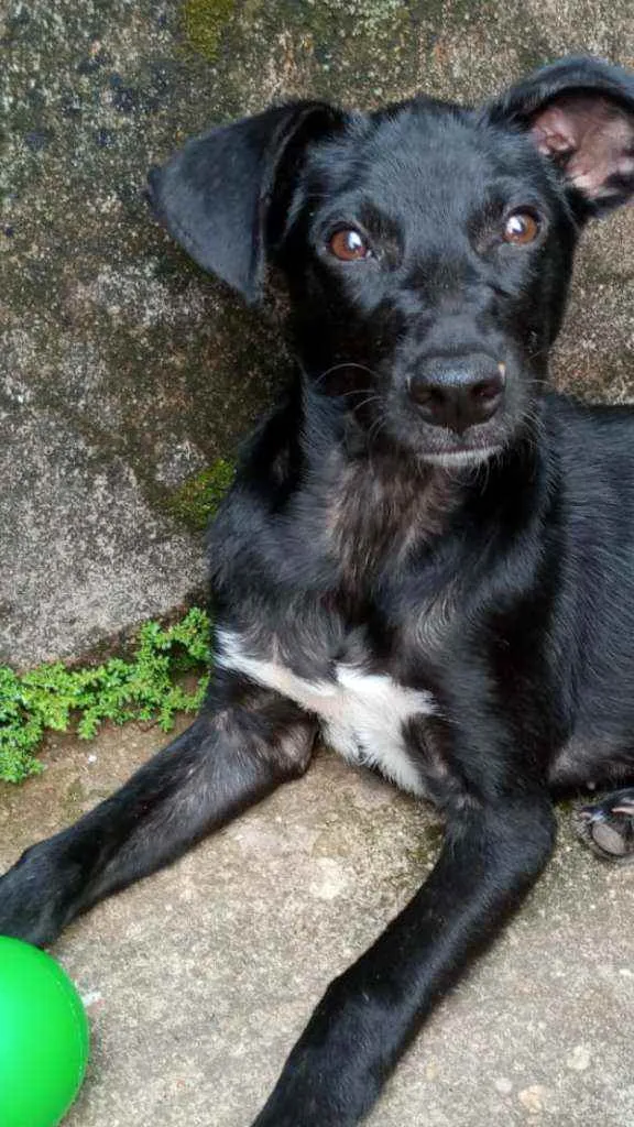 Cachorro ra a  idade 2 a 6 meses nome Filhotes lindos 3 me