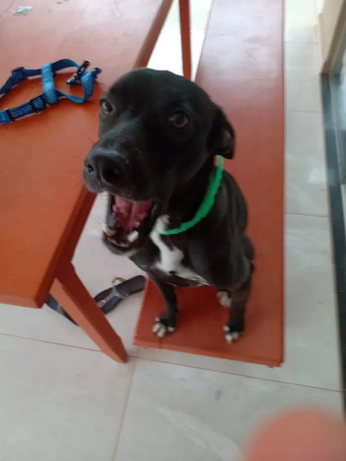 Cachorro raça Indefinida idade 1 ano nome Lindão