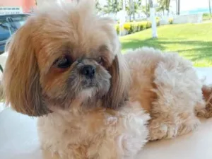 Cachorro raça Shitszu  idade 2 anos nome Meg