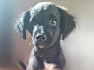 Cachorro raça  idade 2 a 6 meses nome Filhotes lindos 3 me