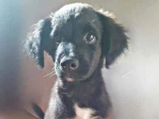 Cachorro ra a  idade 2 a 6 meses nome Filhotes lindos 3 me