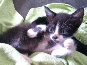 Gato raça Srd idade Abaixo de 2 meses nome Nino 