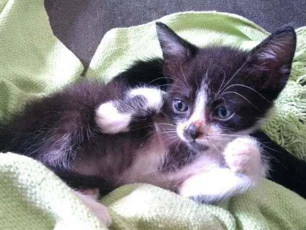 Gato raça Srd idade Abaixo de 2 meses nome Nino 