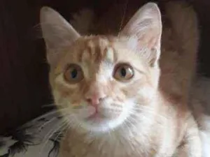 Gato raça Srd idade 2 a 6 meses nome Yellow