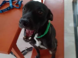 Cachorro raça Indefinida idade 1 ano nome Lindão