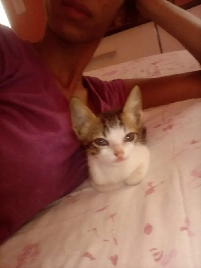 Gato ra a ??? idade 2 a 6 meses nome ??